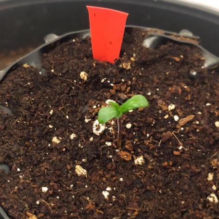 Bay Burger Delicious Seeds