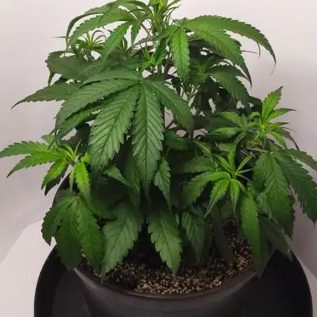 Divine Fractal Auto