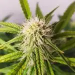 Divine Fractal Auto