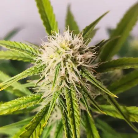 Divine Fractal Auto