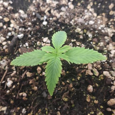 Divine Fractal Auto
