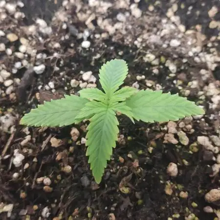 Divine Fractal Auto