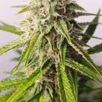 Divine Fractal Auto