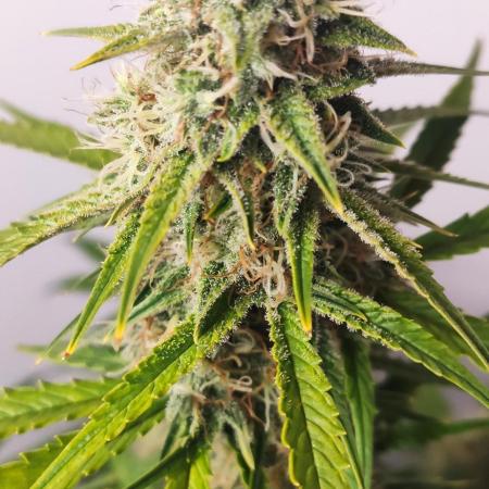 Divine Fractal Auto