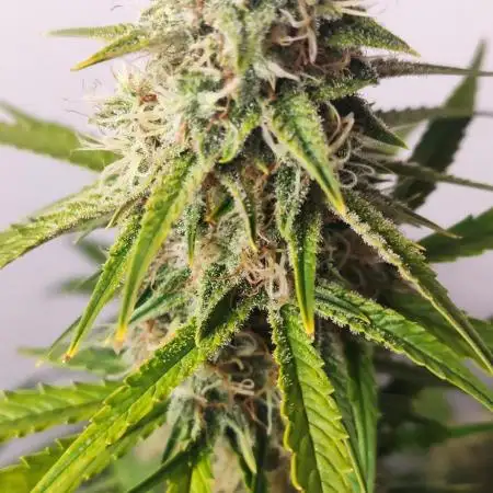 Divine Fractal Auto