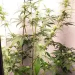 1st Aero Grow