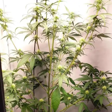 1st Aero Grow