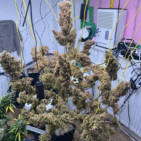 Gorilla Z Auto Fast Buds