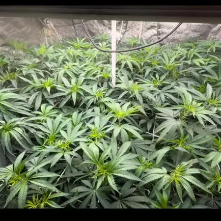Special kush 1 RQS After looong break