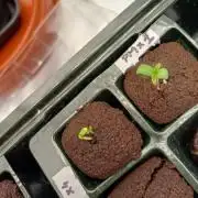 Fast Candy Slow Marker