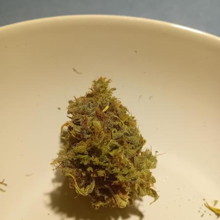 Lemon Wonder Automatic Windowsill