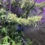 Royal Gorilla Auto 