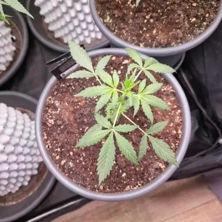 CBD 20:1 Auto