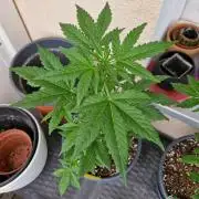 Super Lemon Haze Auto
