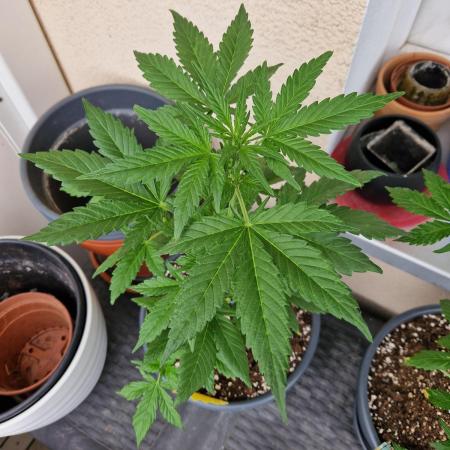Super Lemon Haze Auto