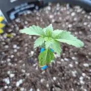 Chemical Candy Auto