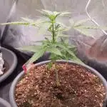 Strawberry Shortcake Auto
