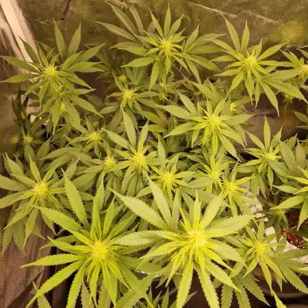 Pink Poochie Vaders Cut