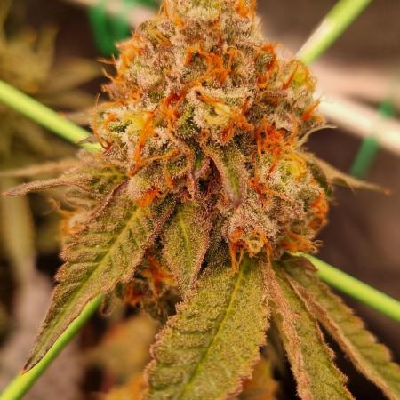Bluzcotti Vaders Cut