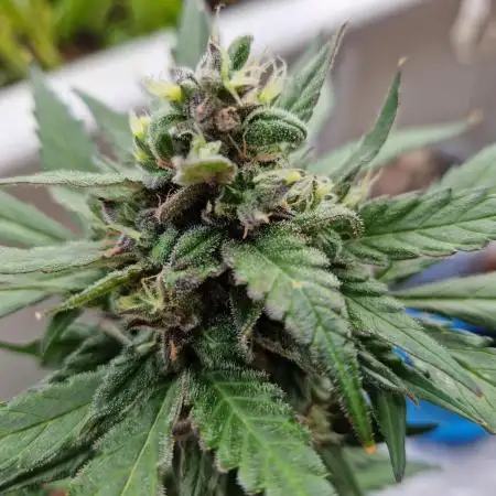 Forbidden Fruit Auto
