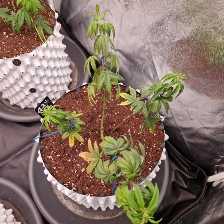 The White Sweet Candy OG One USAGenetics