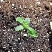 Pineapple Slush XL Auto