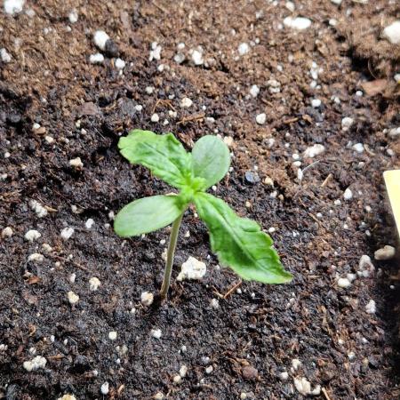 Pineapple Slush XL Auto