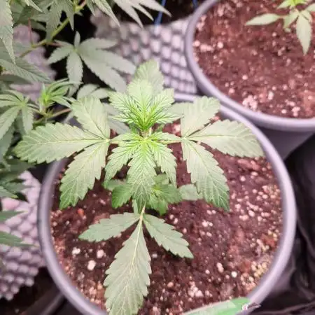 Gorilla Z Auto