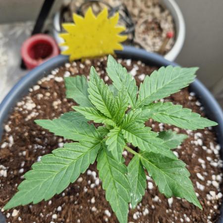 Super Lemon Haze Auto