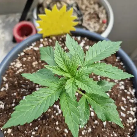 Super Lemon Haze Auto