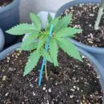 Strawberry Shortcake Auto