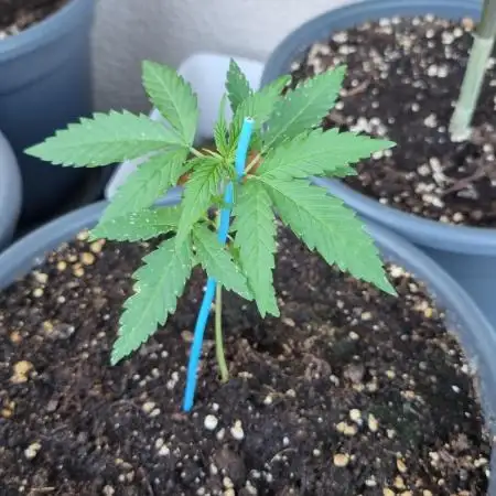 Strawberry Shortcake Auto