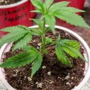 Pink Poochie Vaders Cut