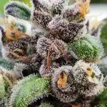 Forbidden Fruit Auto