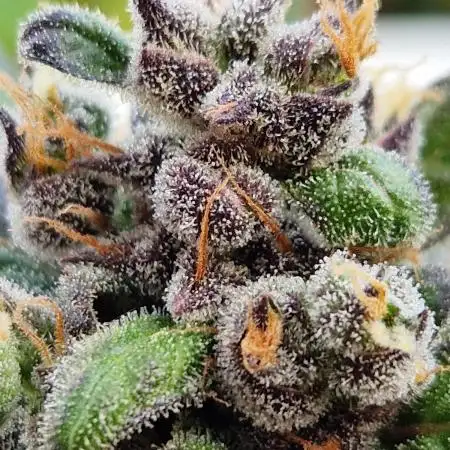 Forbidden Fruit Auto