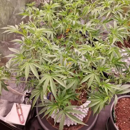 Pink Honey
