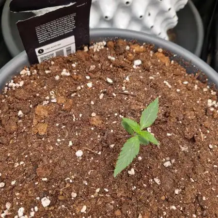 CBD 20:1 Auto