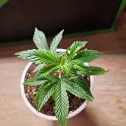 Bluzcotti Vaders Cut (2026)