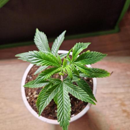 Bluzcotti Vaders Cut (2026)