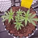 Pink Honey Fem Photo