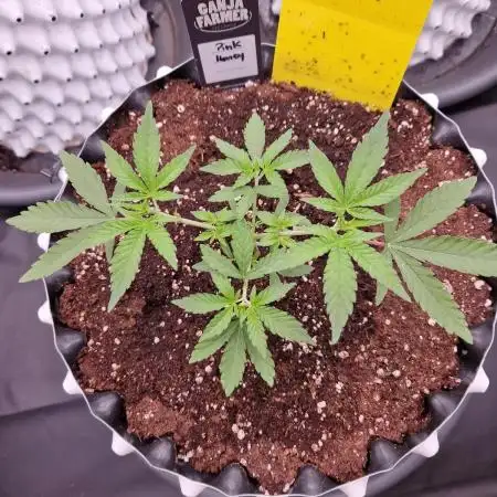 Pink Honey Fem Photo