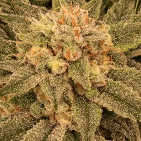 Gorilla Melon