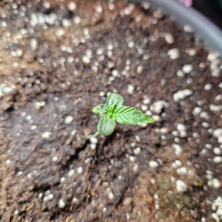Super Lemon Haze Auto