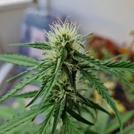 Strawberry Shortcake Auto