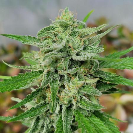 Strawberry Shortcake Auto