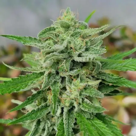 Strawberry Shortcake Auto