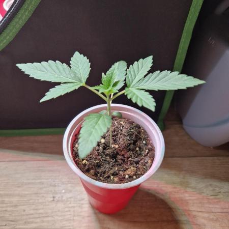 Permanent Melons Fem Photo