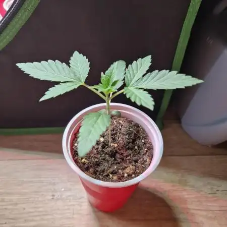 Permanent Melons Fem Photo