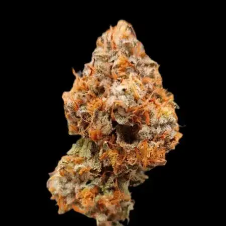 Bluzcotti Vaders Cut Fem Photo