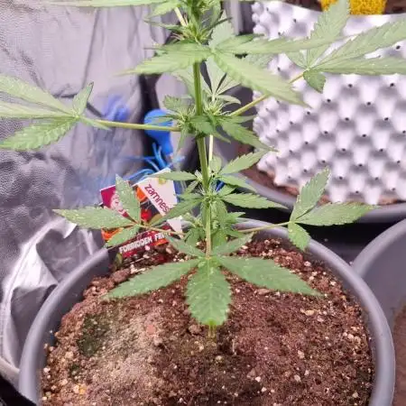 Forbidden Fruit Auto